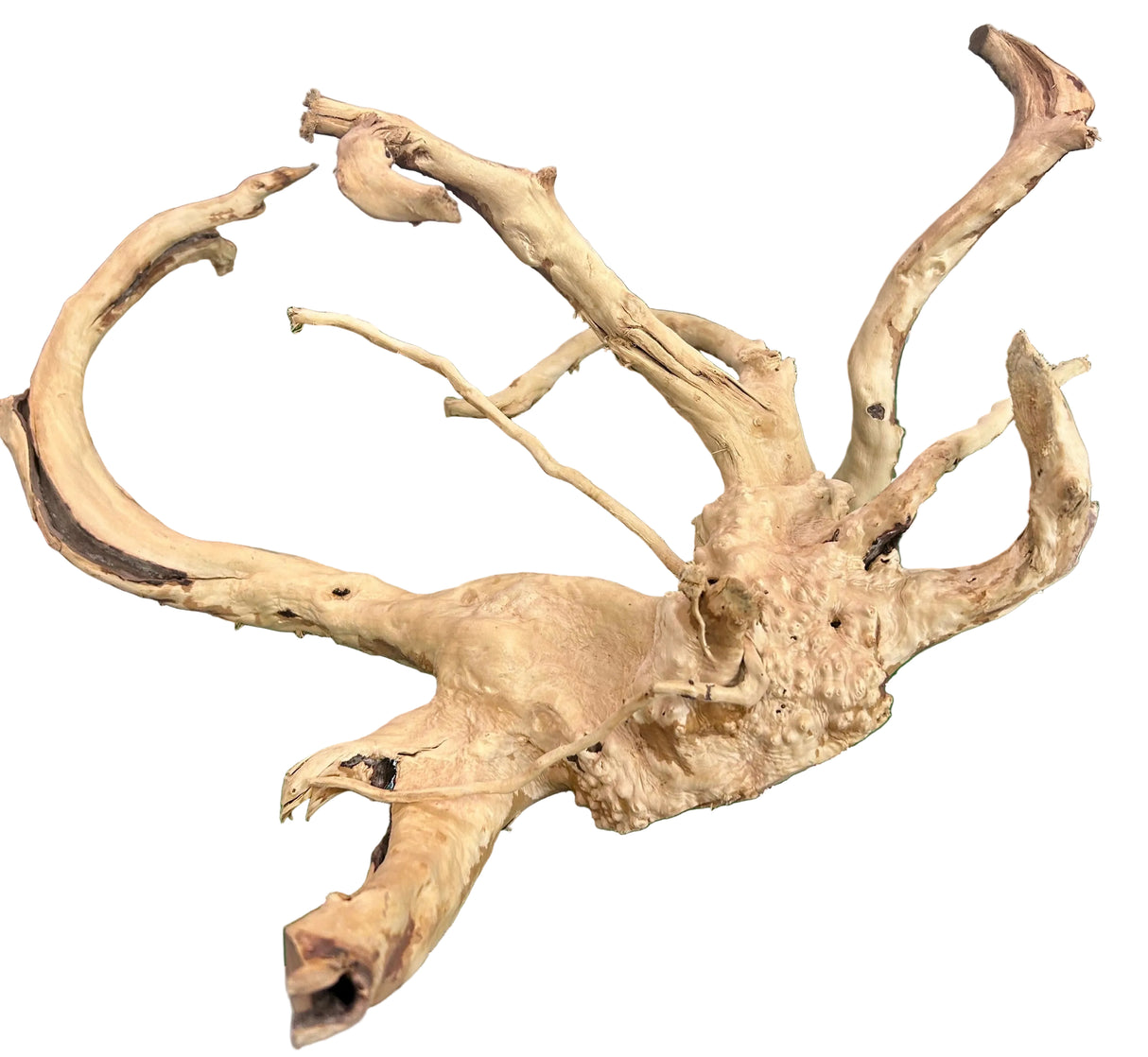 W.Y.S.I.W.Y.G.- 602- Large Piece of Spiderwood | Substrates & Hardscape | Largest Tropical Fish Selection at Your Local Fish Store