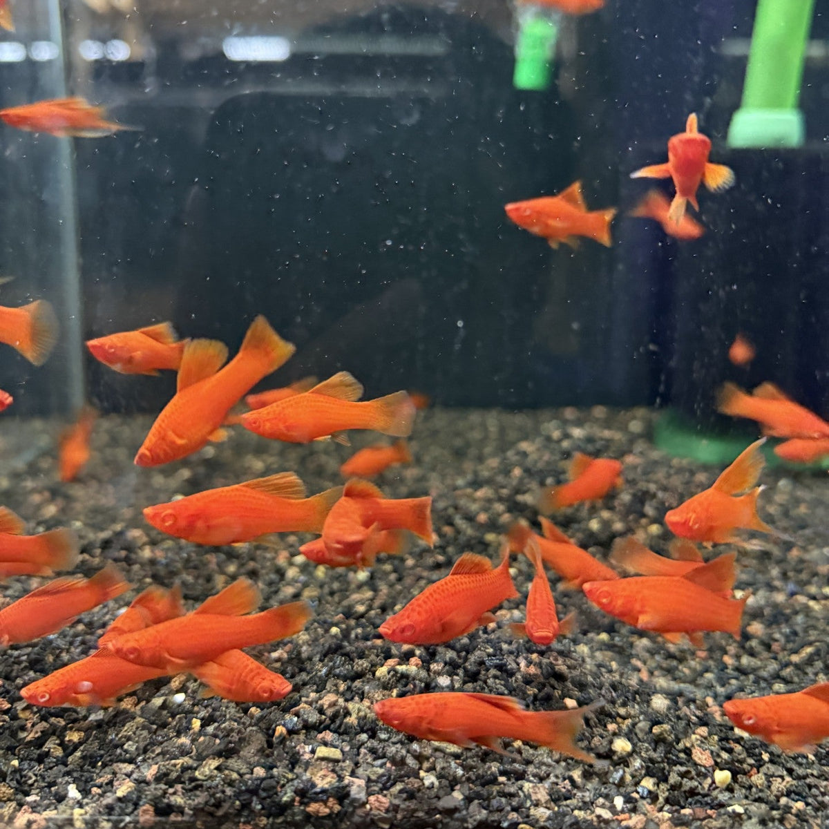 Blood Red Hi-Fin Platy (Xiphophorus maculatus)
