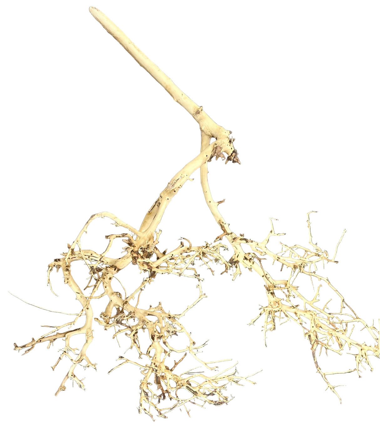 Thailand Branch Wood
