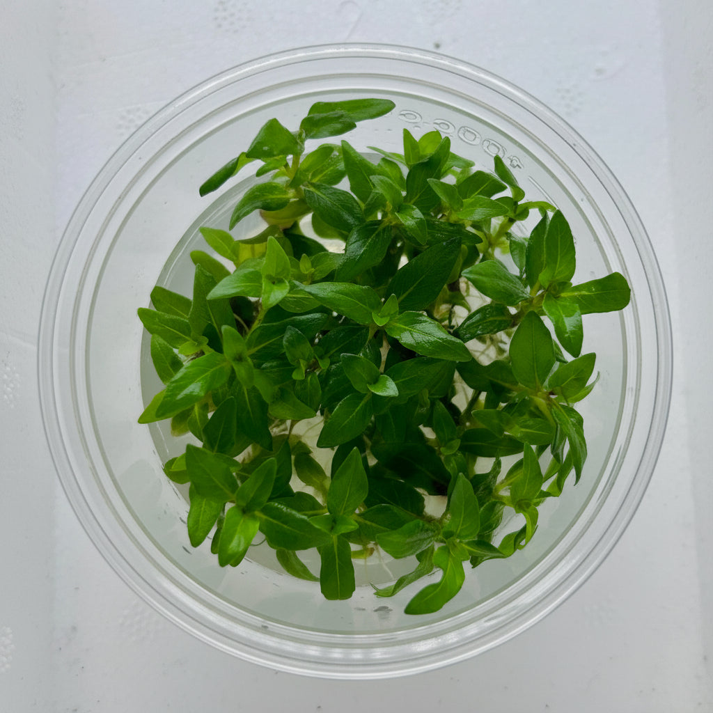 Staurogyne repens Tissue Culture