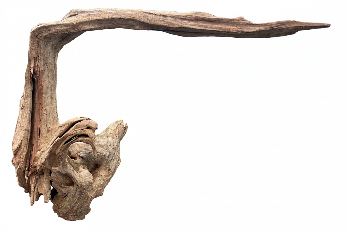 Malaysian Sinking Driftwood