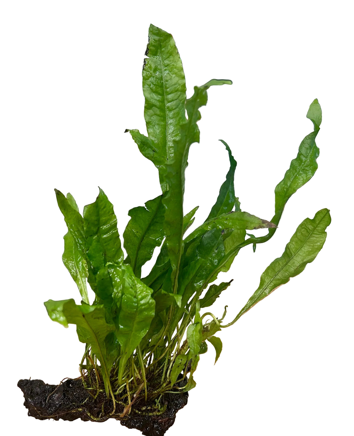 Java Fern - Microsorum pteropus Driftwood