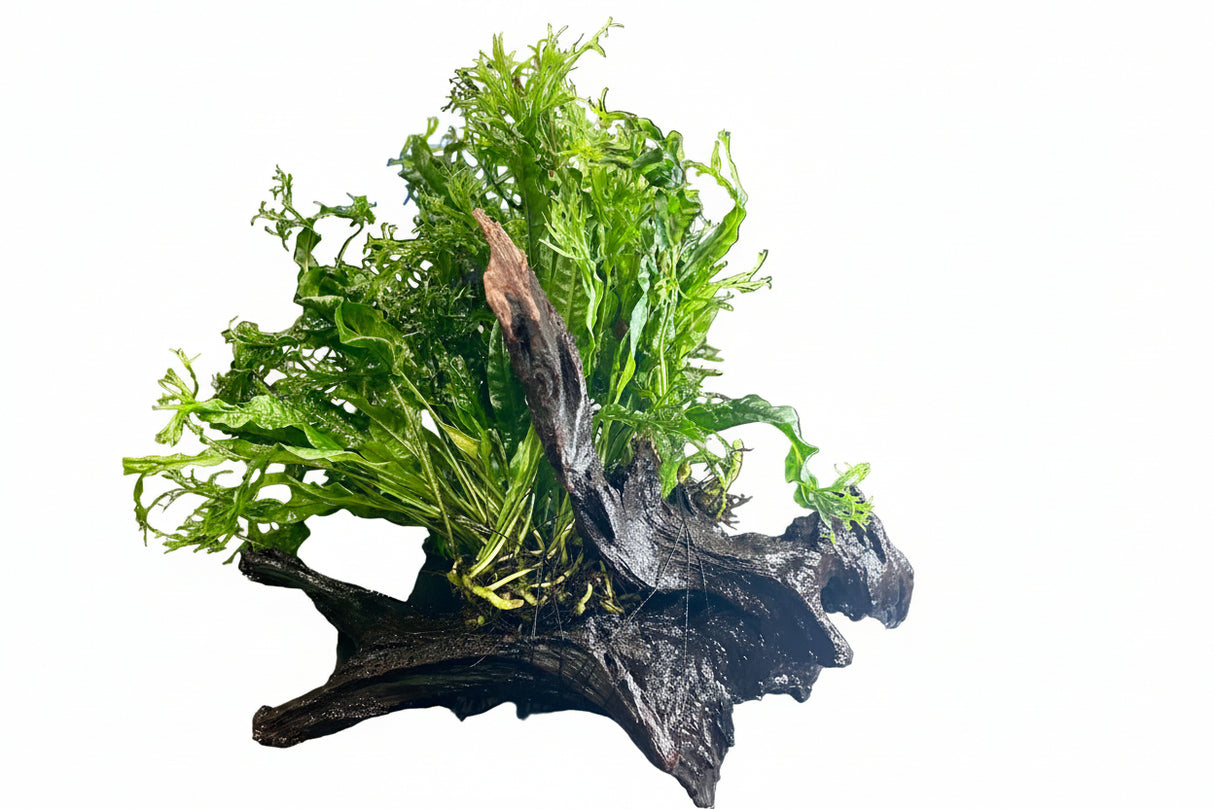 W.Y.S.I.W.Y.G. 3002 - Microsorum pteropus Windelov on Large Driftwood | Potted Plants | Largest Tropical Fish Selection at Your Local Fish Store