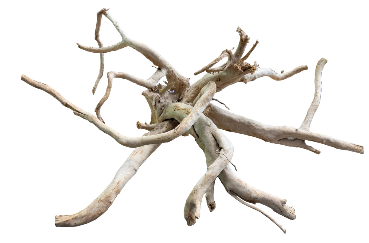 Large Piece of Spiderwood
