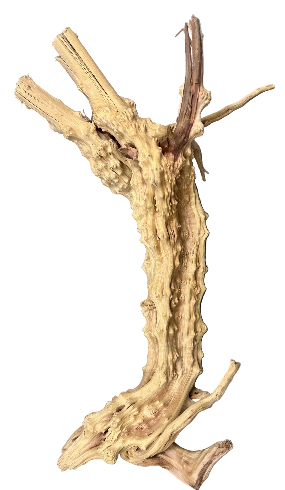 Piece of Spiderwood