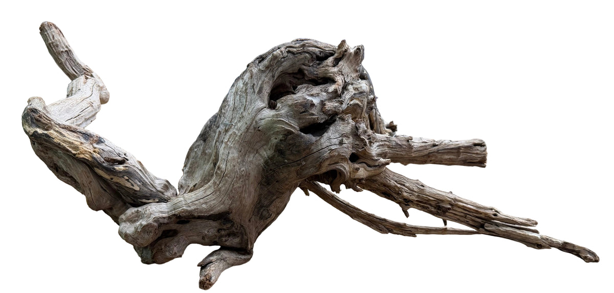 Malaysian Sinking Driftwood