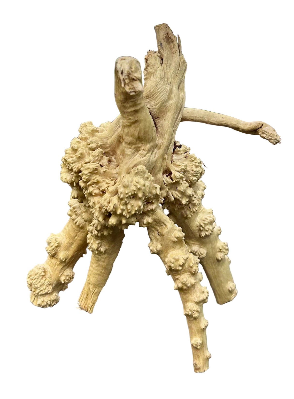 Piece of Spiderwood