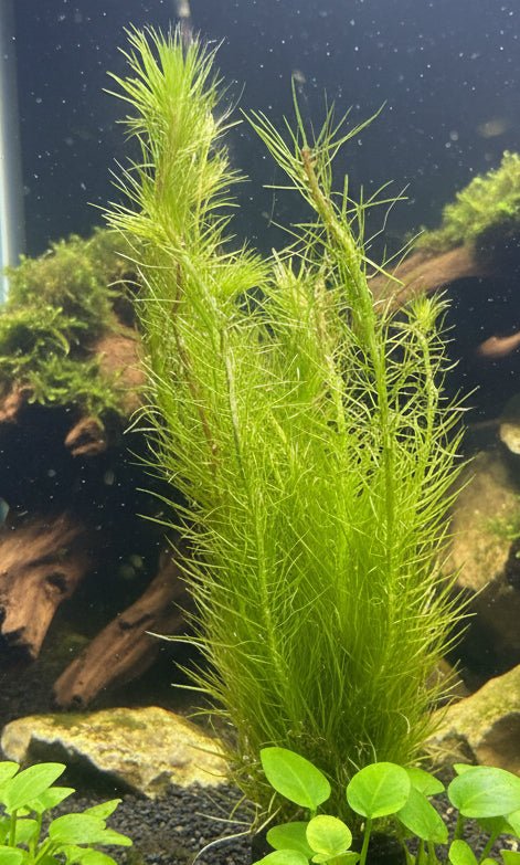 Mayaca sellowiniana-Bare Root - WL832 | Potted Plants | Largest Tropical Fish Selection at Your Local Fish Store