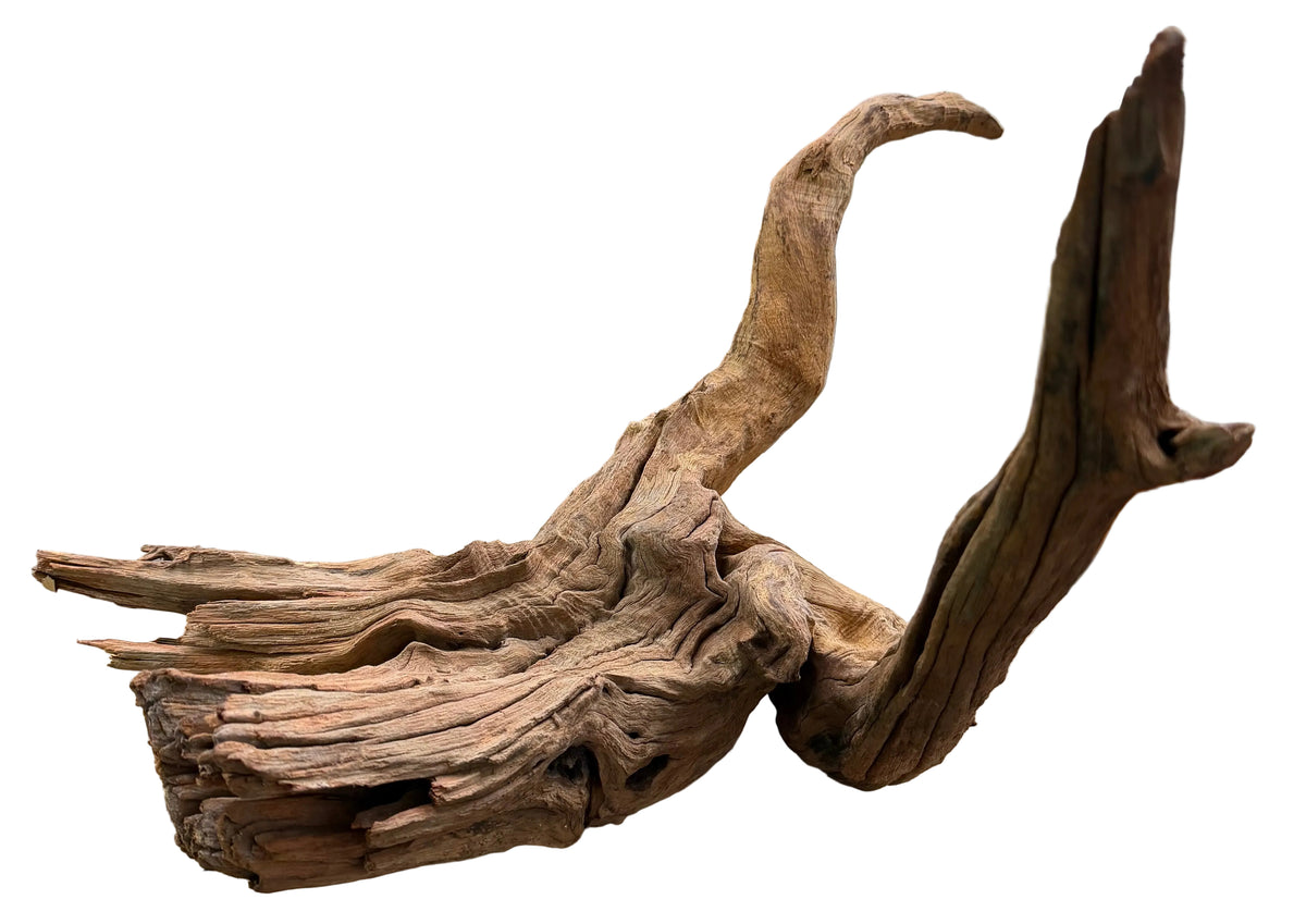 Malaysian Mangrove Wood