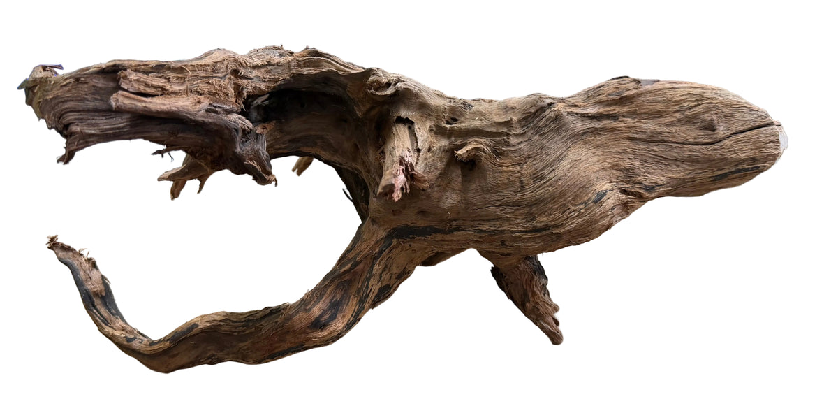 Malaysian Sinking Driftwood