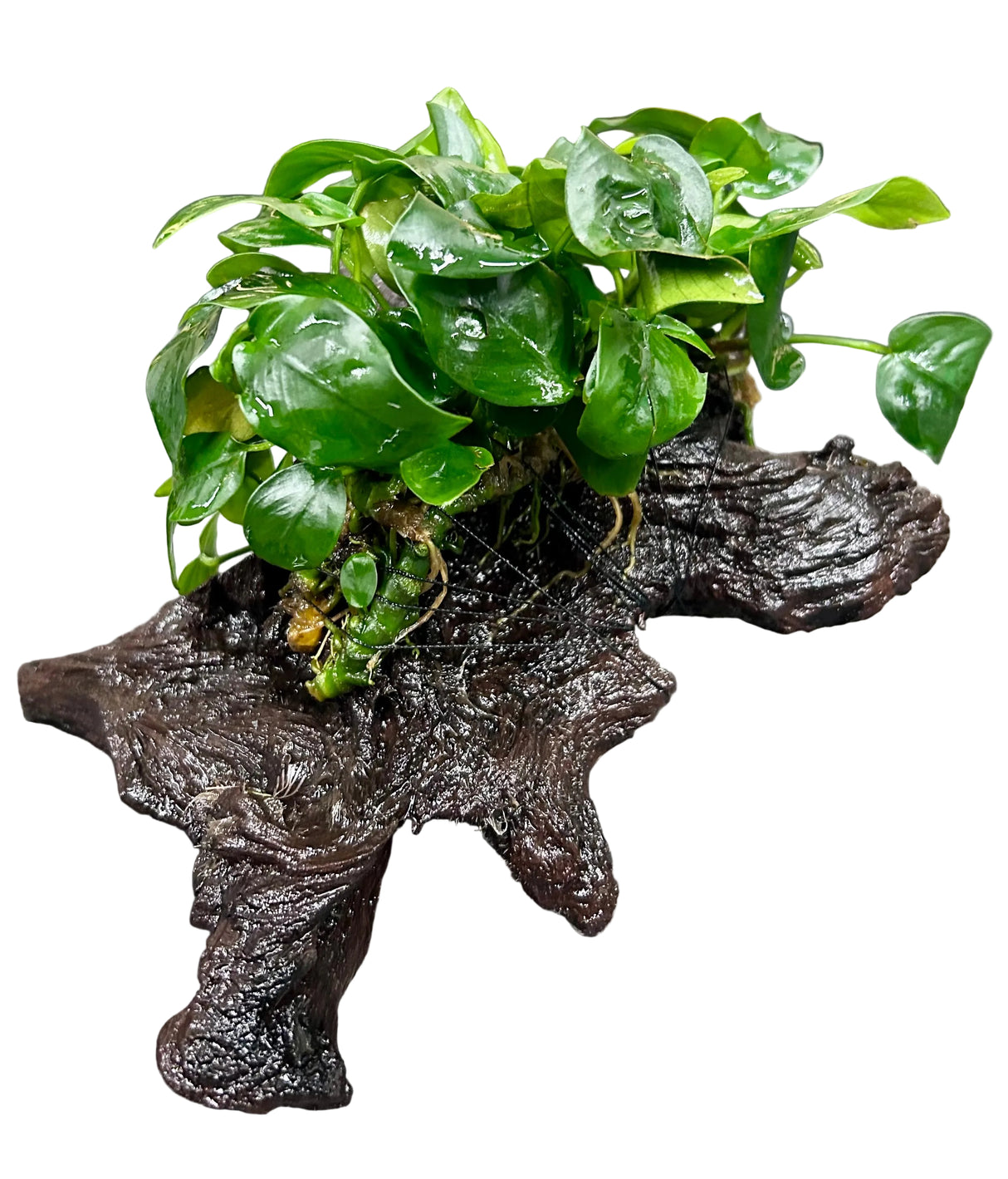 Anubias barteri var. nana on Medium wood