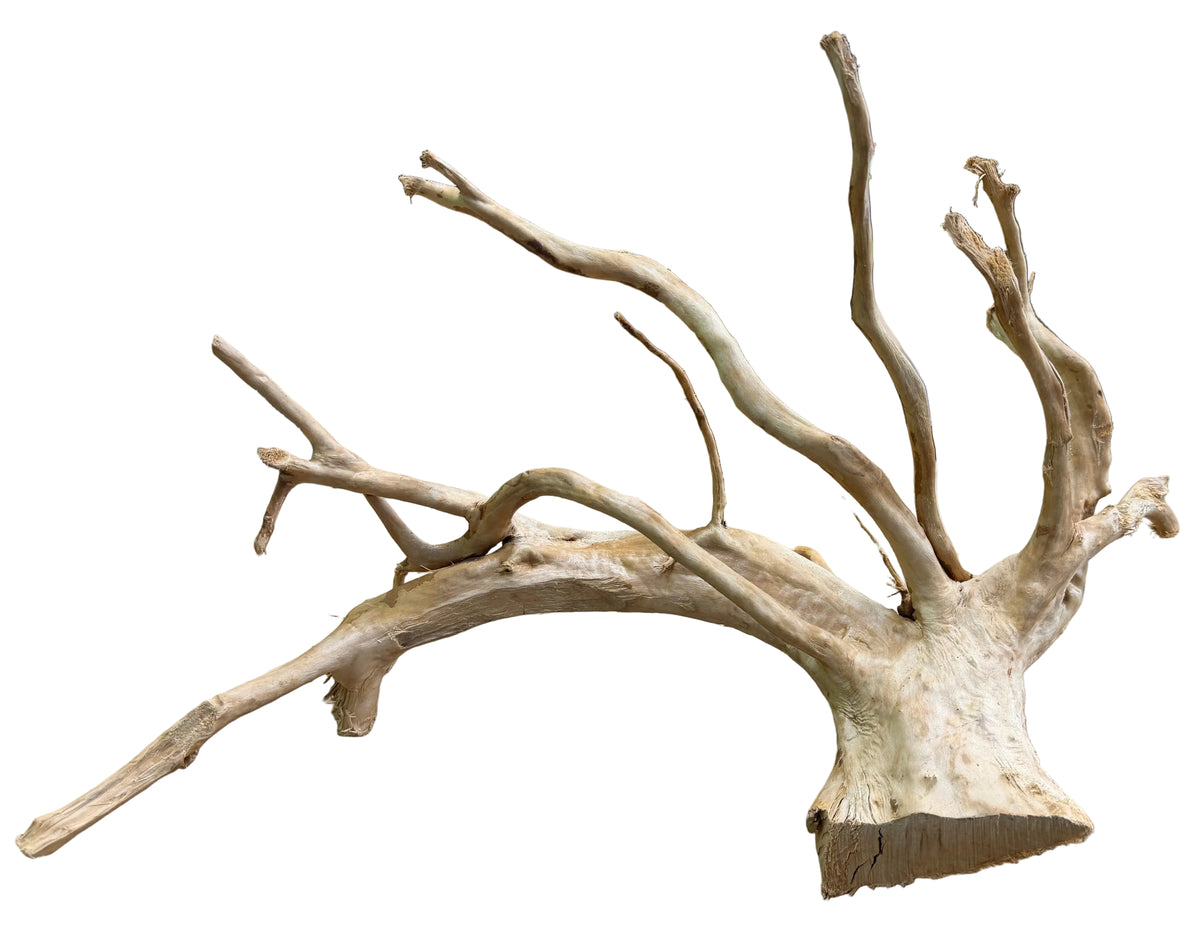Large Piece of Spiderwood
