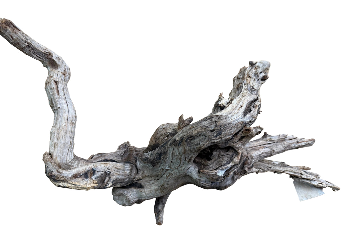 Malaysian Sinking Driftwood