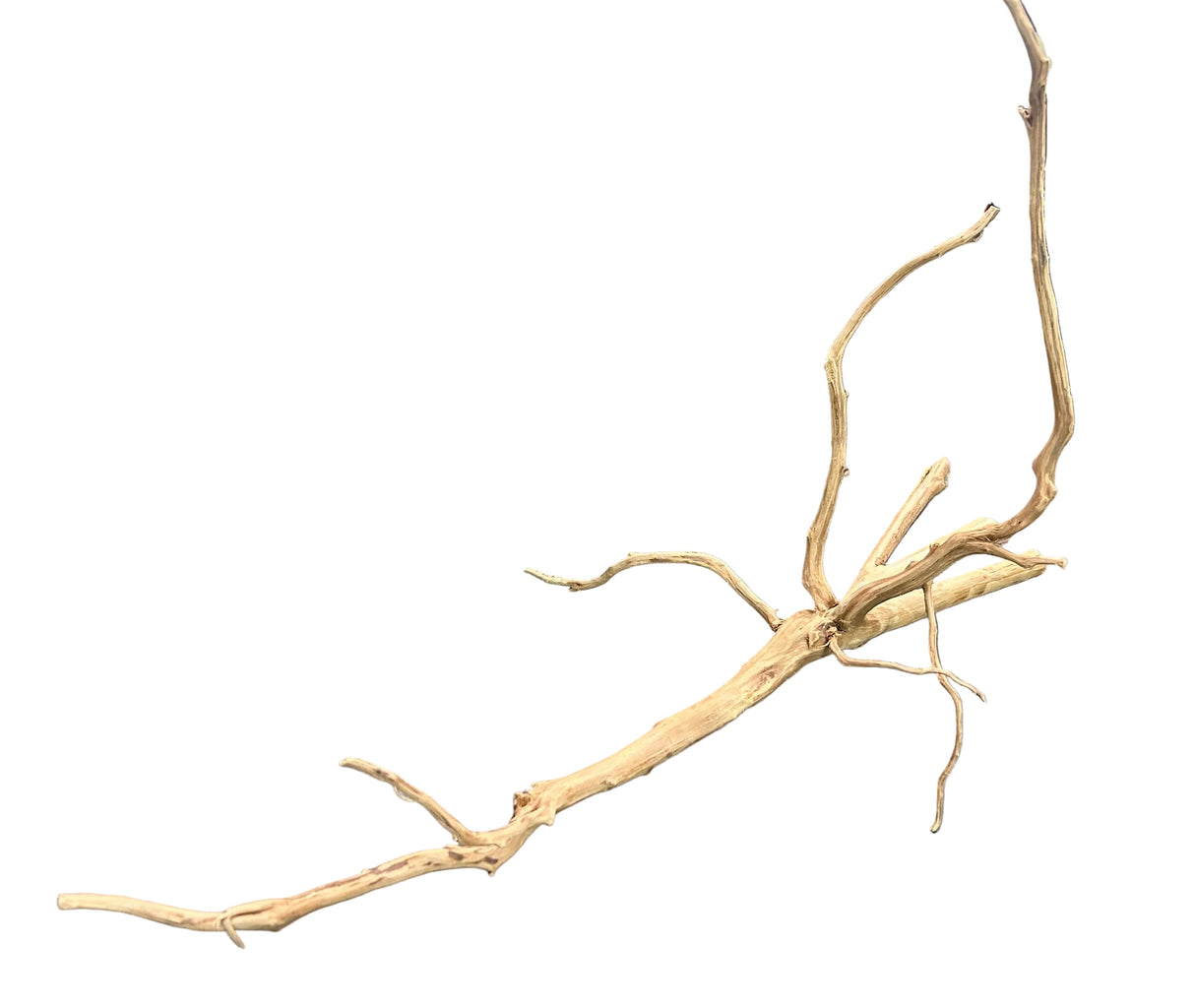 Piece of Red Moor Spiderwood