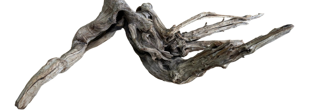 Malaysian Sinking Driftwood