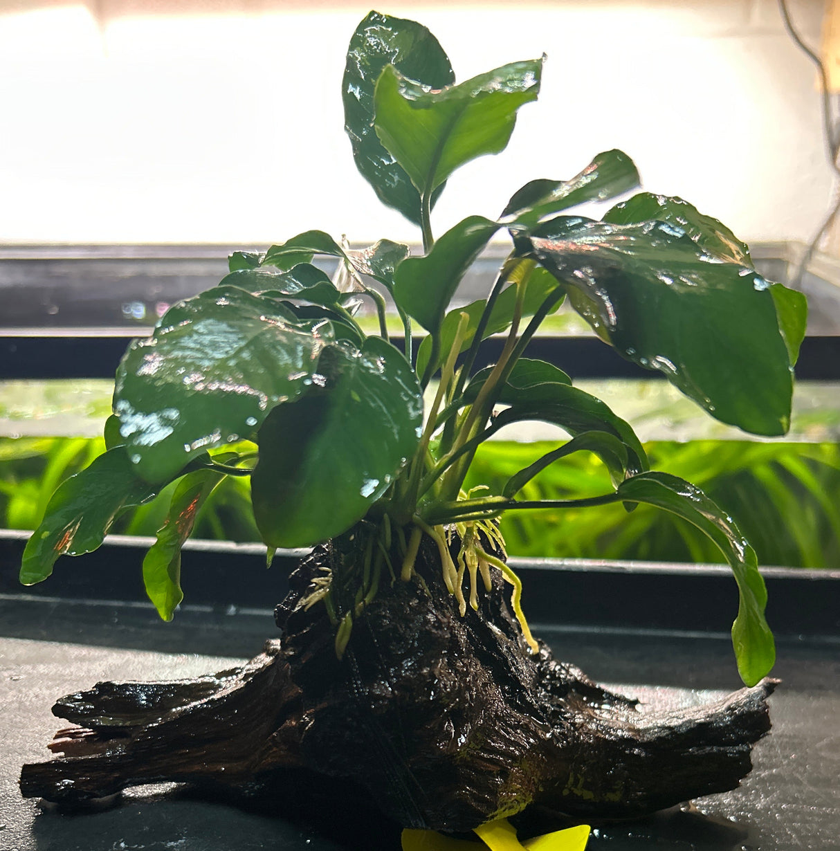 Anubias barteri var. nana on +20cm wood - DW0021