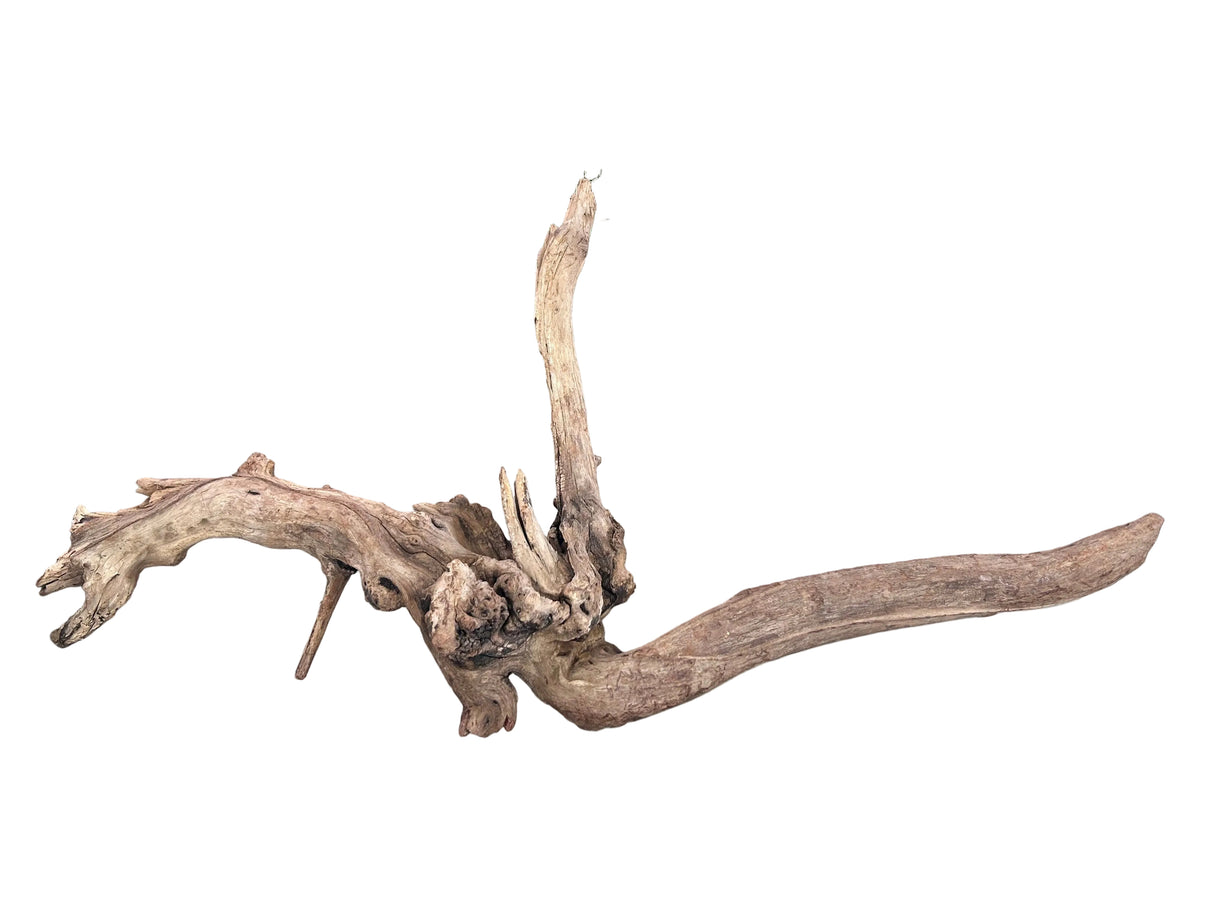 Malaysian Mangrove Sinking Driftwood