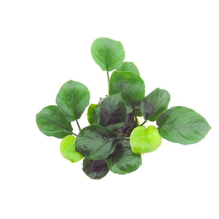 Anubias Barteri "Coin Leaf" potted 101F | Potted Plants | Largest Tropical Fish Selection at Your Local Fish Store