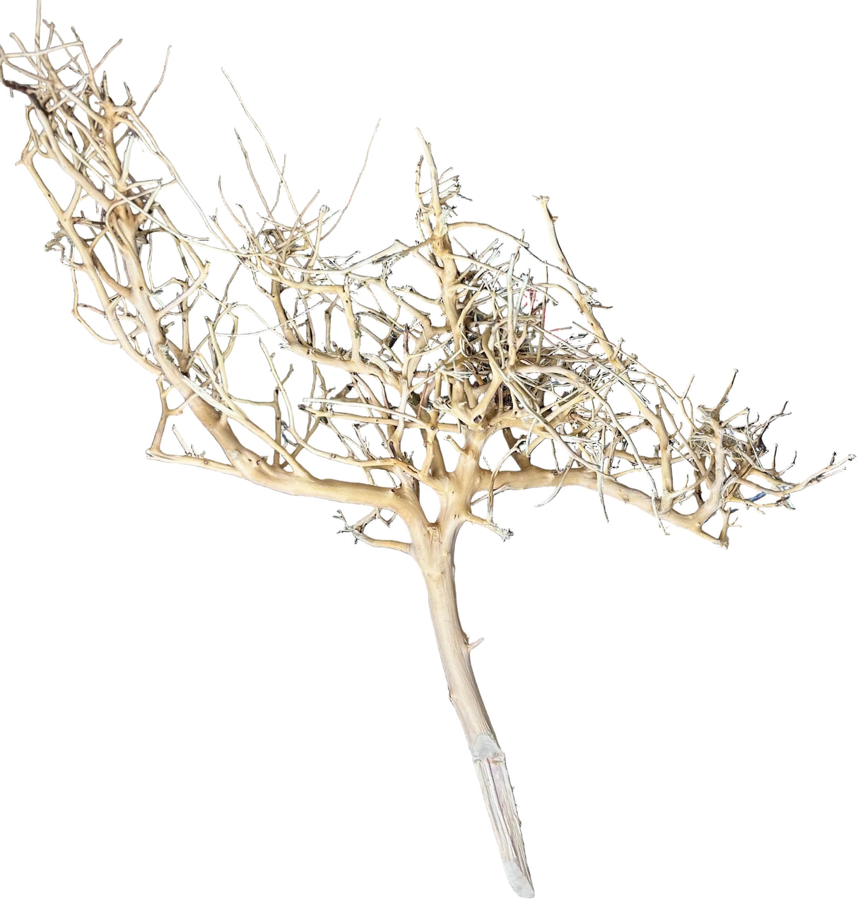 Thailand Branch Wood