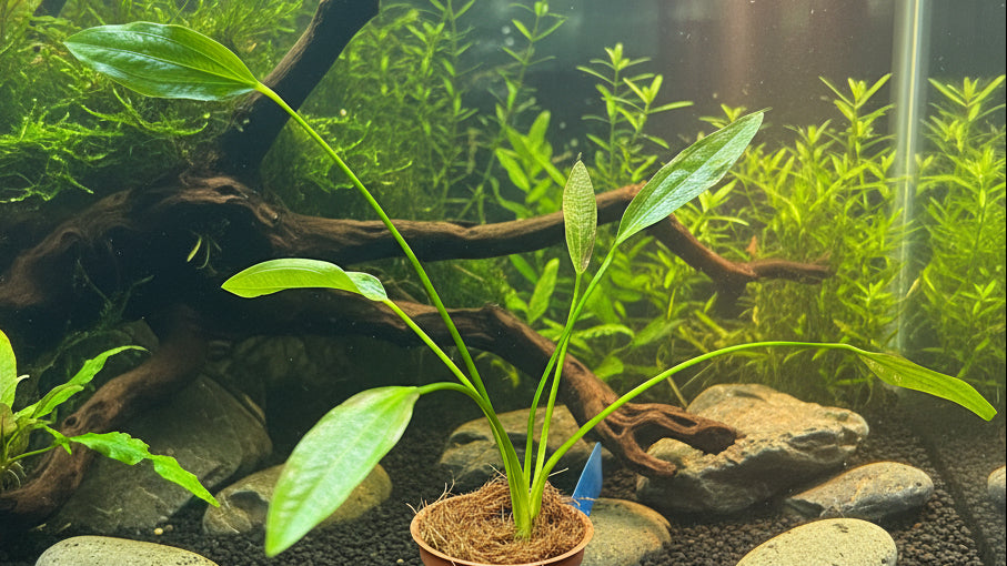 Echinodorus grandifolius
