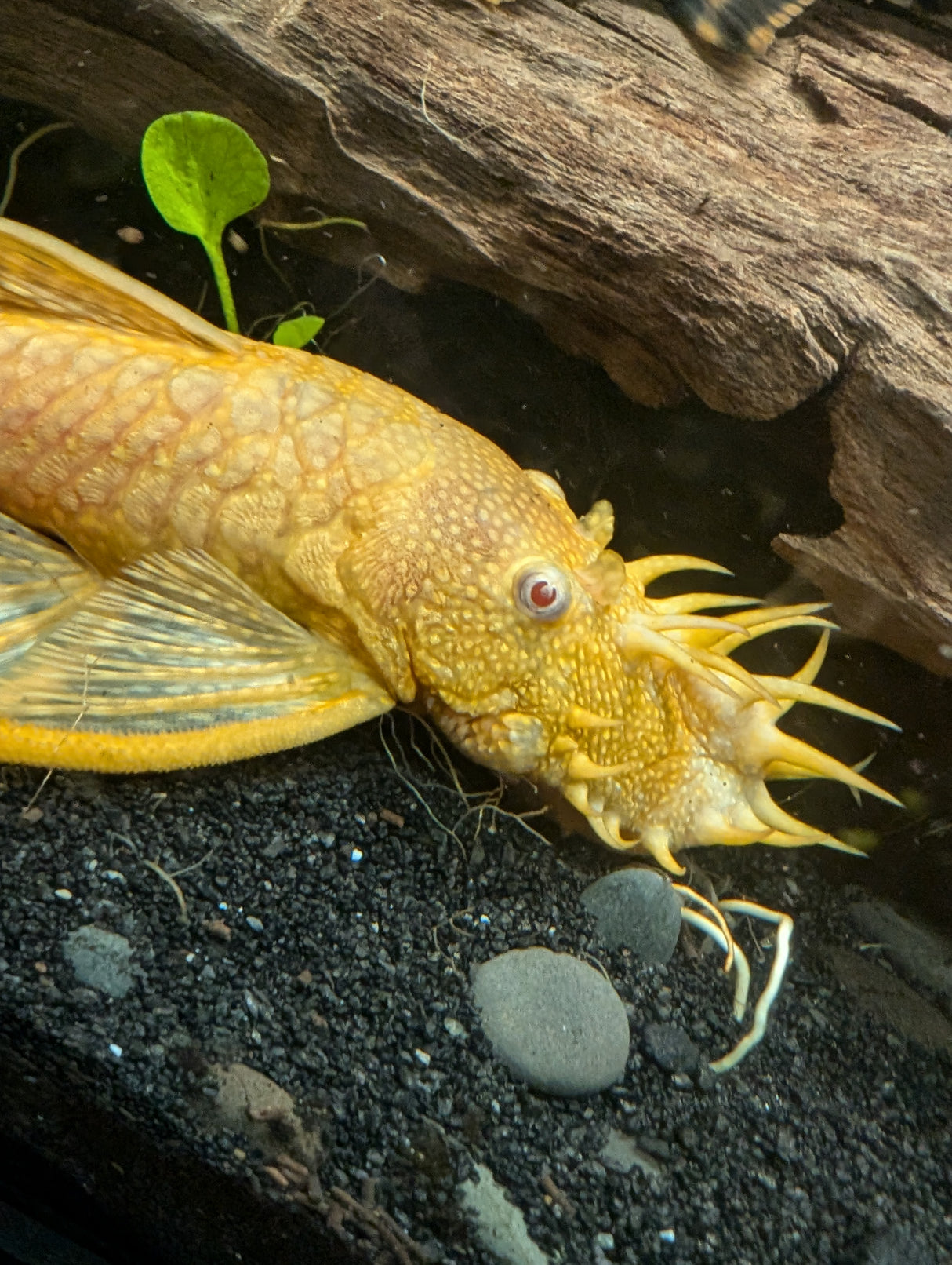 Albino Bristlenose Ancistrus Cirrhosus | Catfish Loaches & Plecos | Largest Tropical Fish Selection at Your Local Fish Store