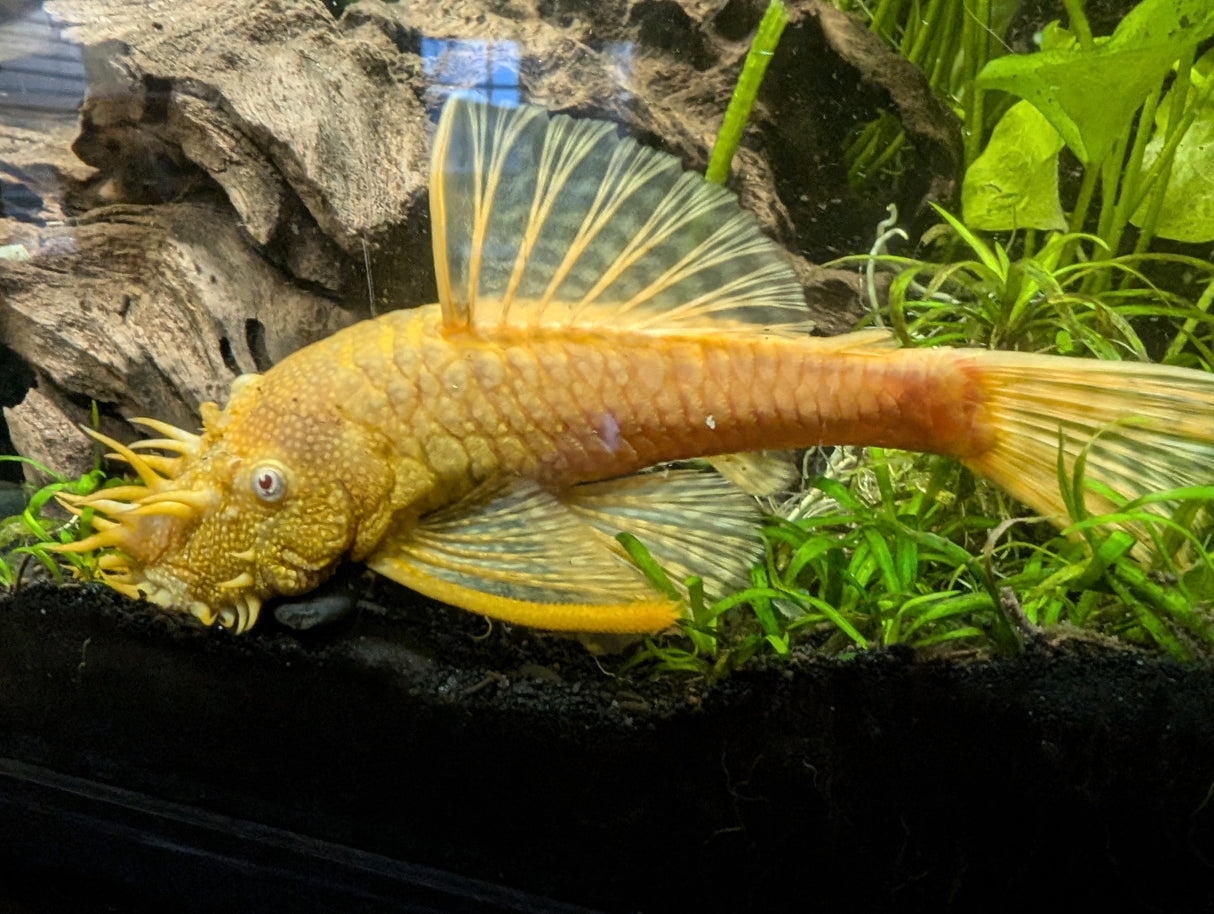 Albino Bristlenose Ancistrus Cirrhosus | Catfish Loaches & Plecos | Largest Tropical Fish Selection at Your Local Fish Store