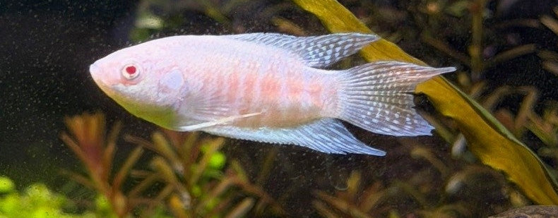 Albino Paradise Fish 1