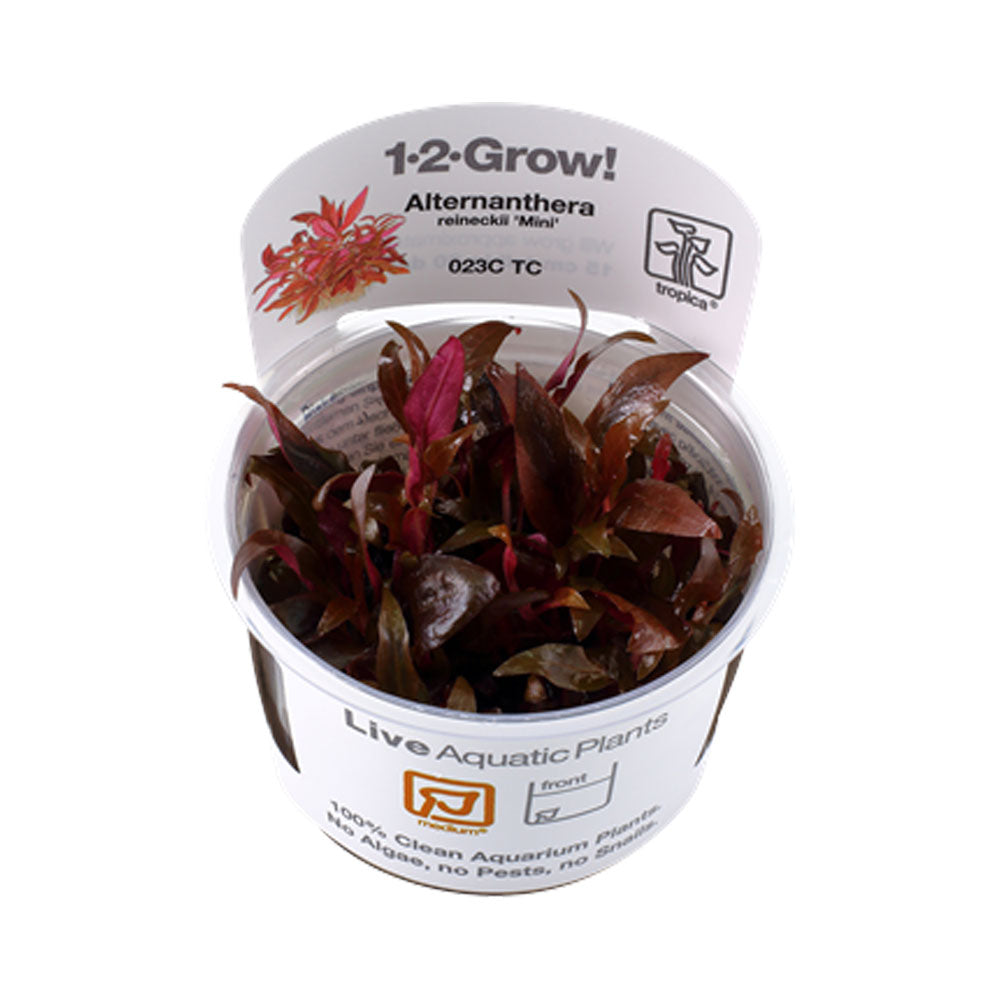 Alternanthera reineckii 'Mini' 1-2-Grow 023C TC | Tissue Cultures | Largest Tropical Fish Selection at Your Local Fish Store