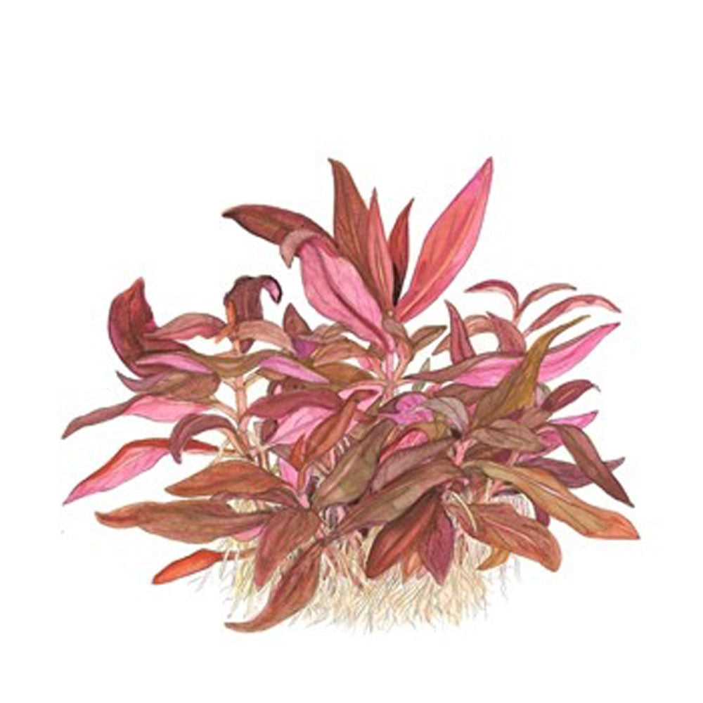 Alternanthera reineckii 'Mini' 1-2-Grow 023C TC | Tissue Cultures | Largest Tropical Fish Selection at Your Local Fish Store