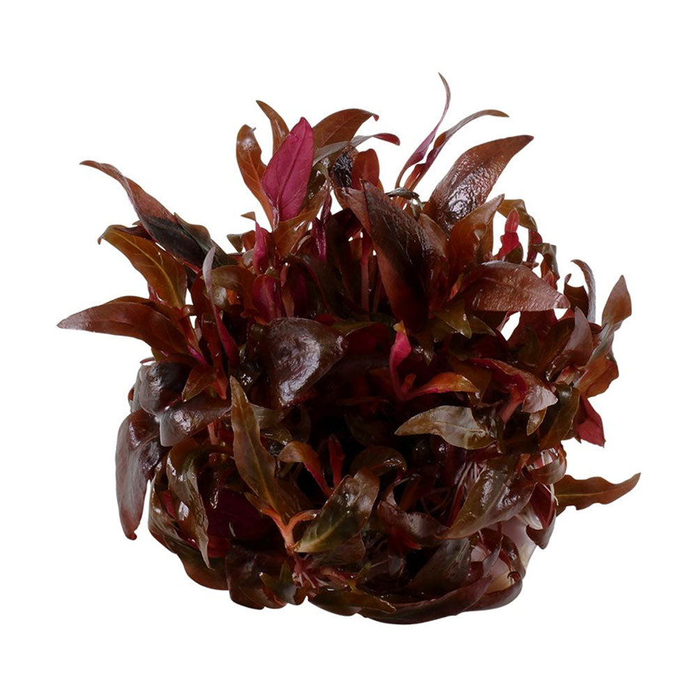 Alternanthera reineckii 'Mini' 1-2-Grow 023C TC | Tissue Cultures | Largest Tropical Fish Selection at Your Local Fish Store