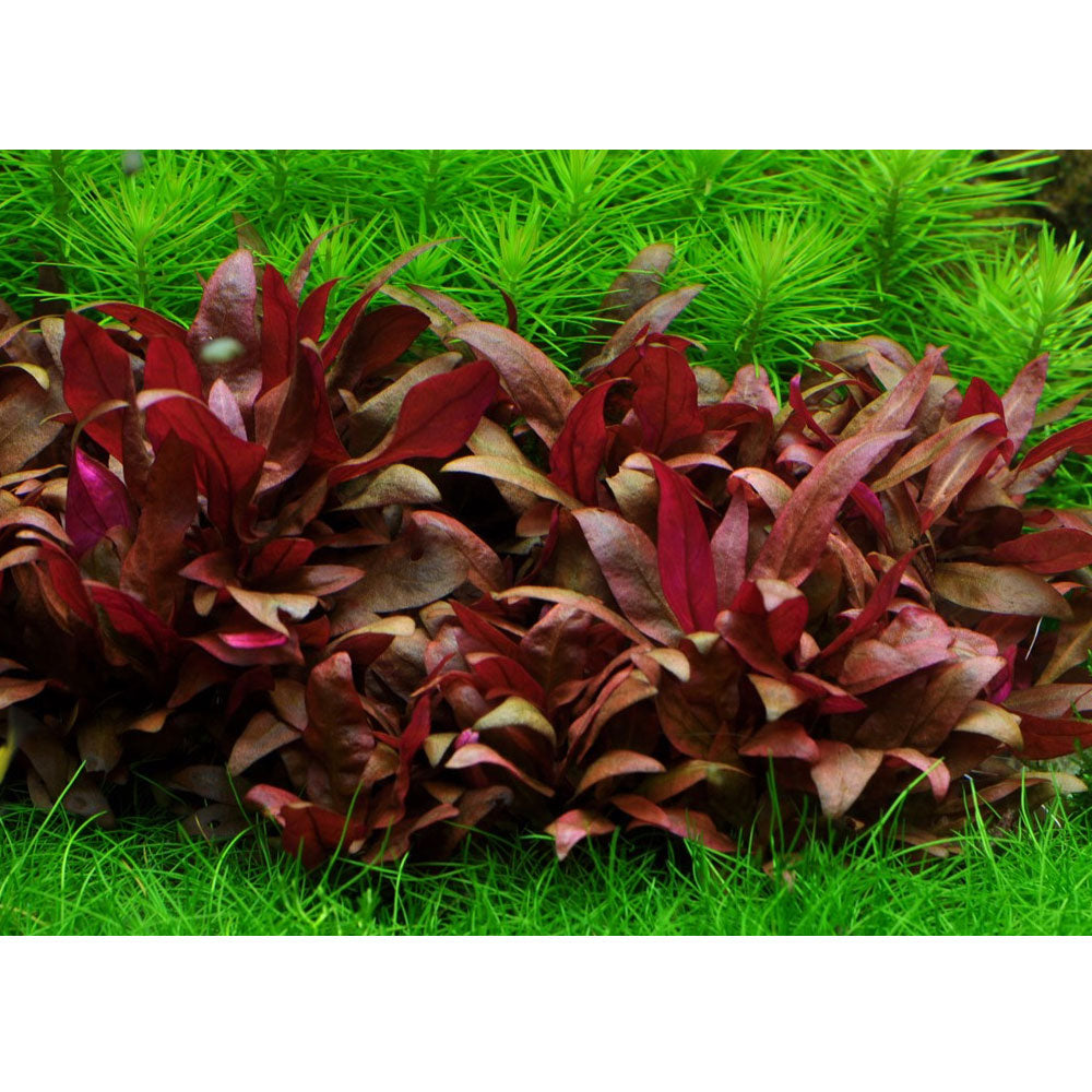 Alternanthera reineckii 'Mini' 1-2-Grow 023C TC | Tissue Cultures | Largest Tropical Fish Selection at Your Local Fish Store