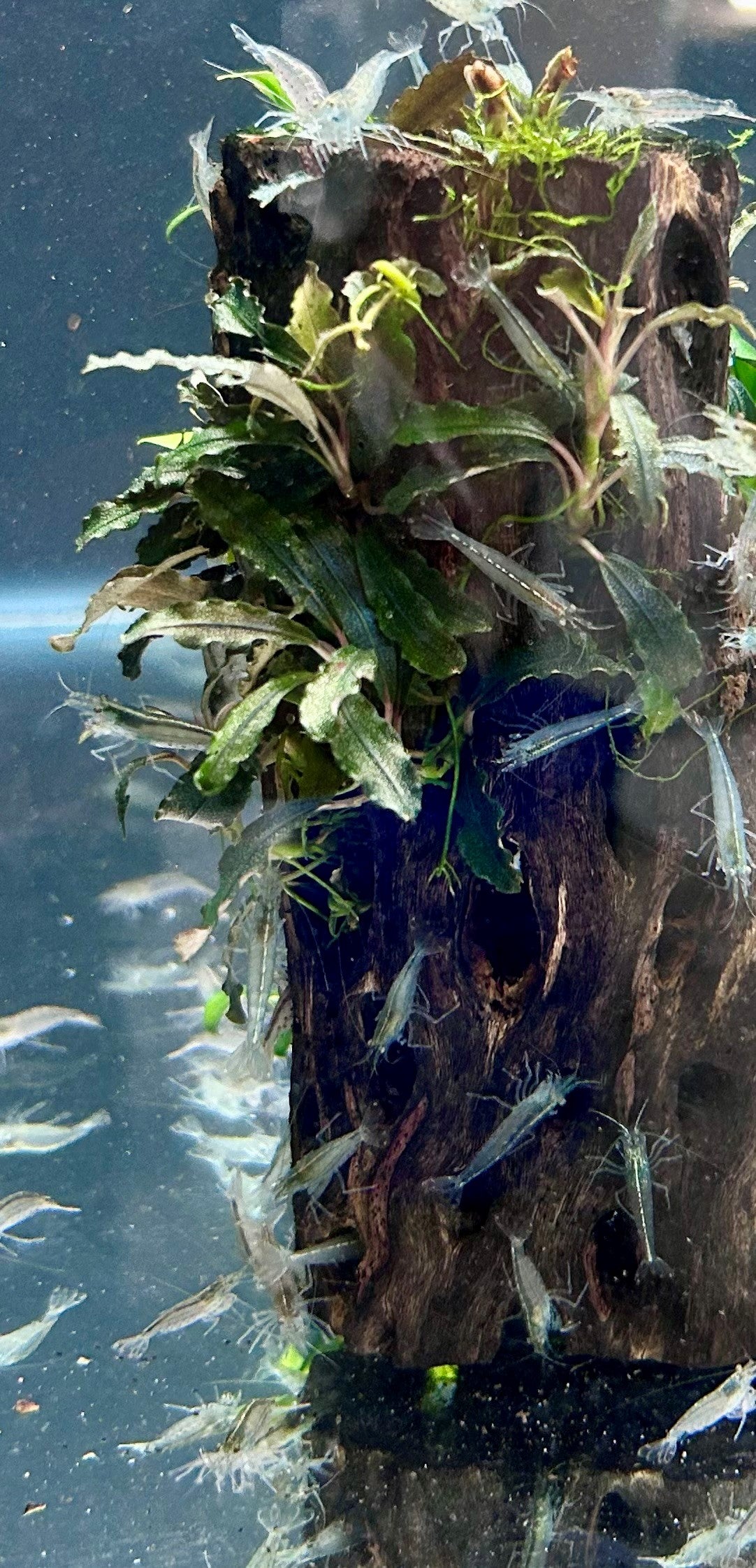 Amano Shrimp Caridina Japonica | Snails Shrimp Crayfish Crabs | Largest Tropical Fish Selection at Your Local Fish Store