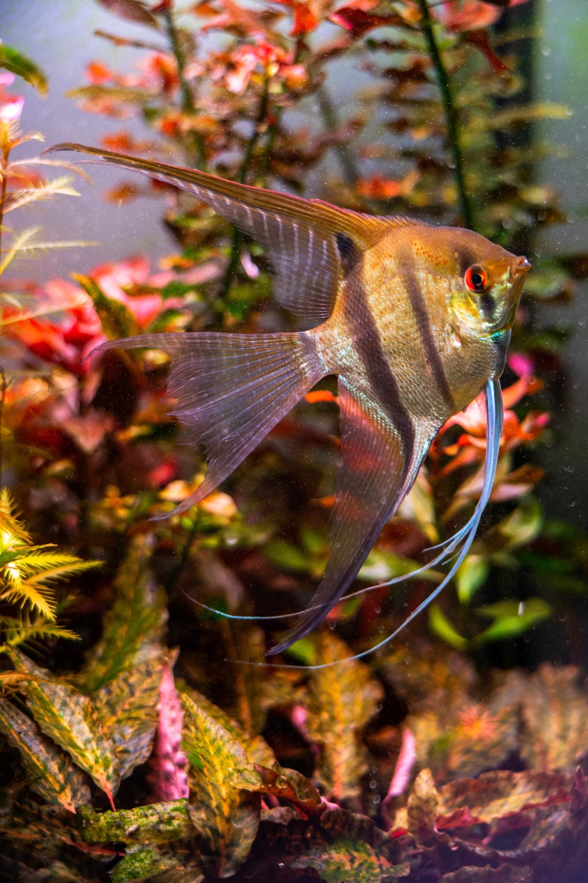 Assorted Angelfish | Cichlids Badis & Gouramis | Largest Tropical Fish Selection at Your Local Fish Store