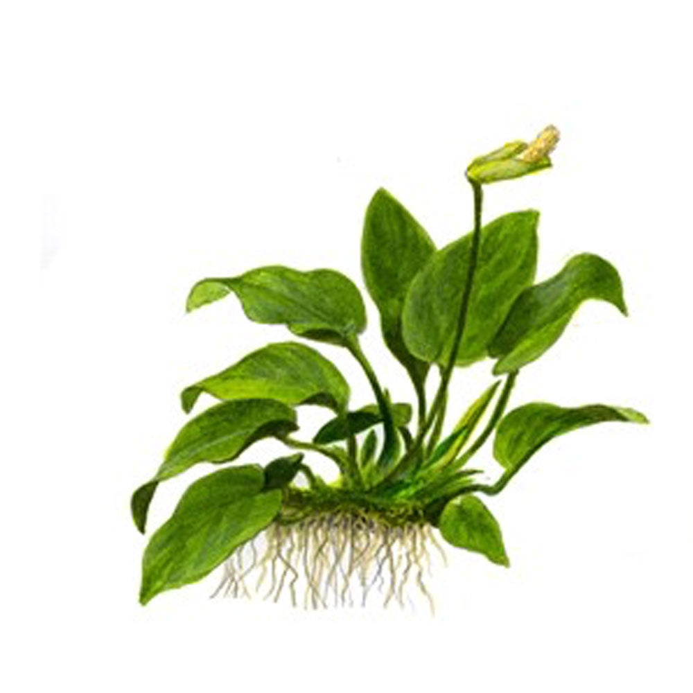 Anubias Barteri Nana 101 TC | Tissue Cultures | Largest Tropical Fish Selection at Your Local Fish Store