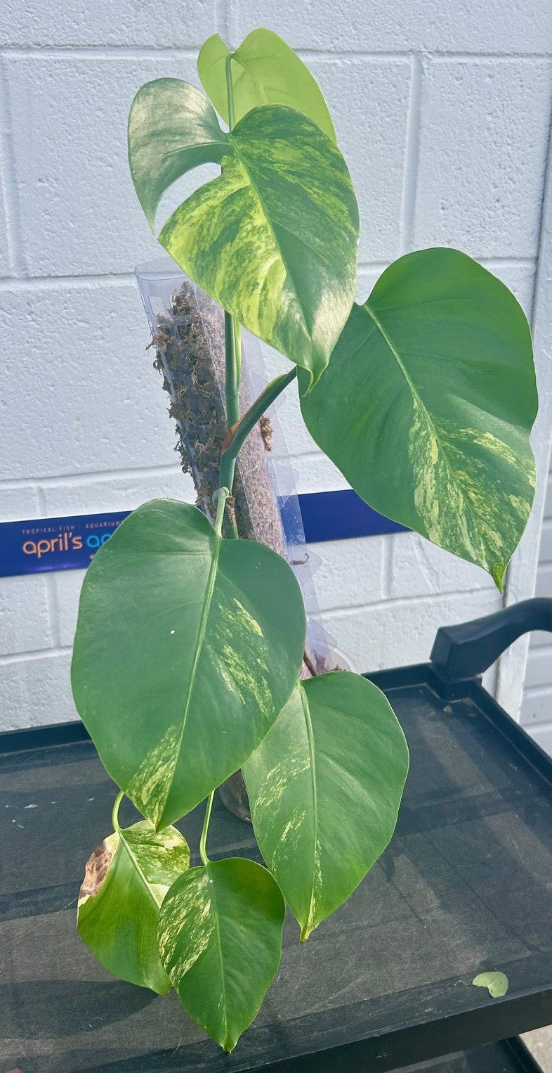 W.Y.S.I.W.Y.G. 102 Monstera Aurea Large | Potted Plants | Largest Tropical Fish Selection at Your Local Fish Store