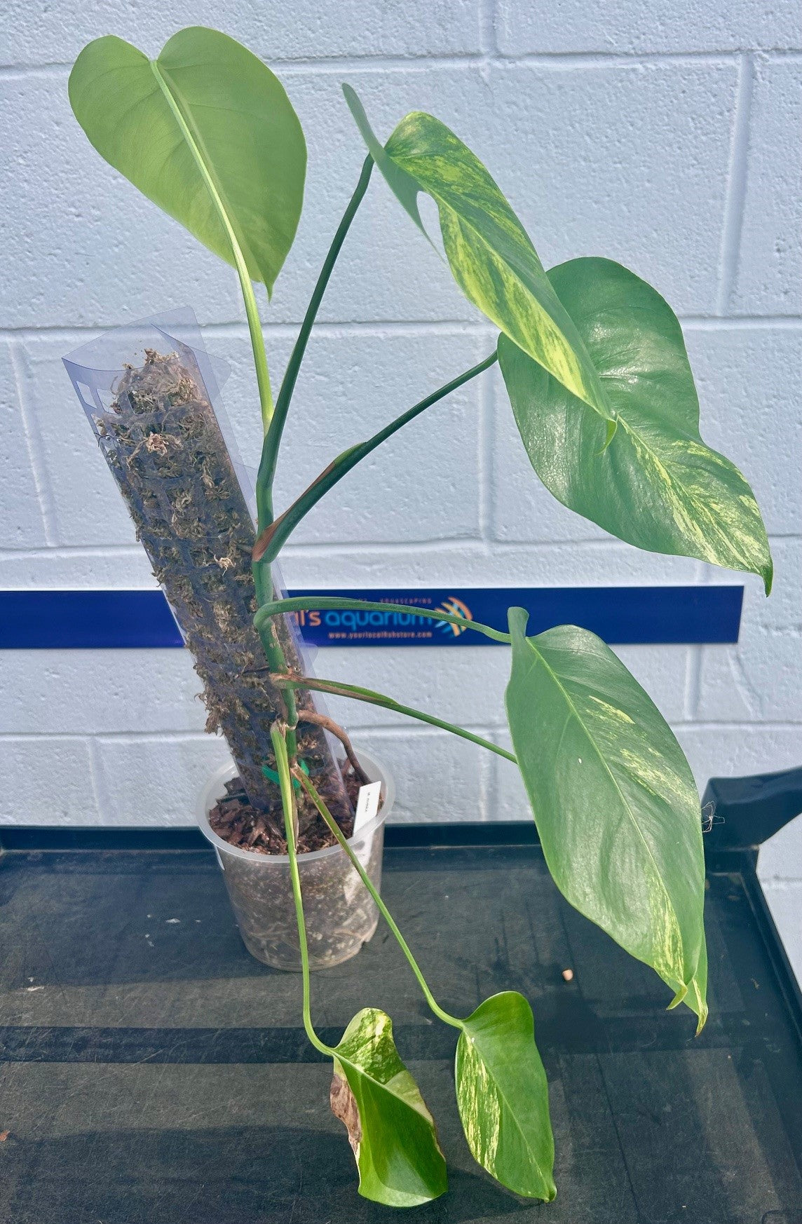 W.Y.S.I.W.Y.G. 102 Monstera Aurea Large | Potted Plants | Largest Tropical Fish Selection at Your Local Fish Store