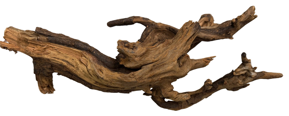 Malaysian Mangrove Sinking Driftwood