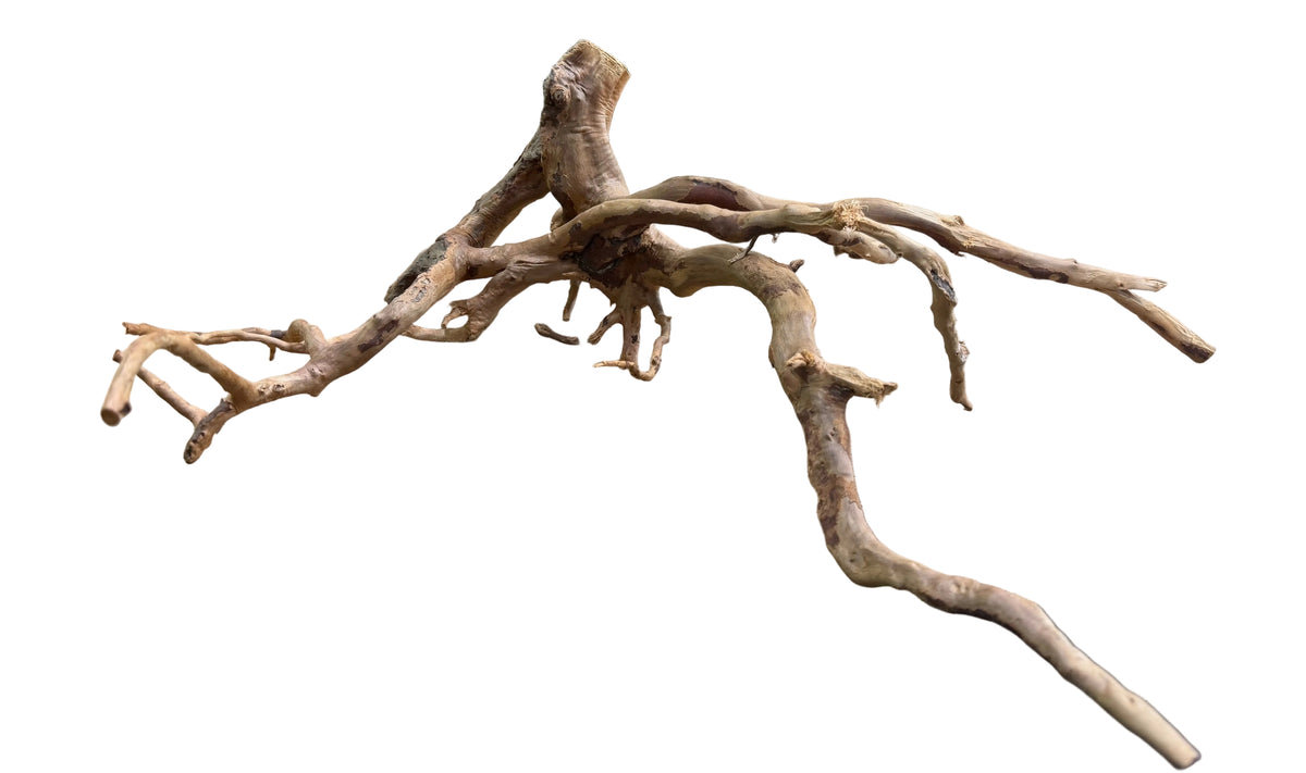 Medium Spiderwood