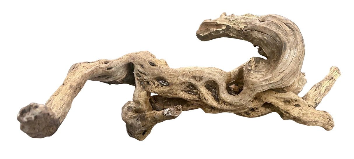 Malaysian Mangrove Sinking Driftwood