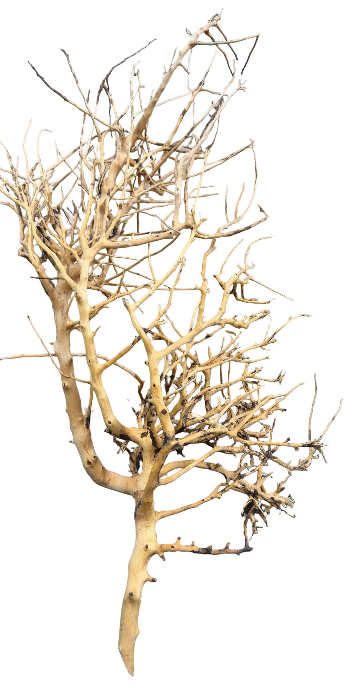 Thailand Branch Wood