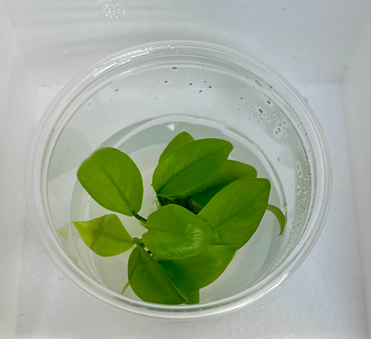 Anubias nana 'Gold' Tissue Culture