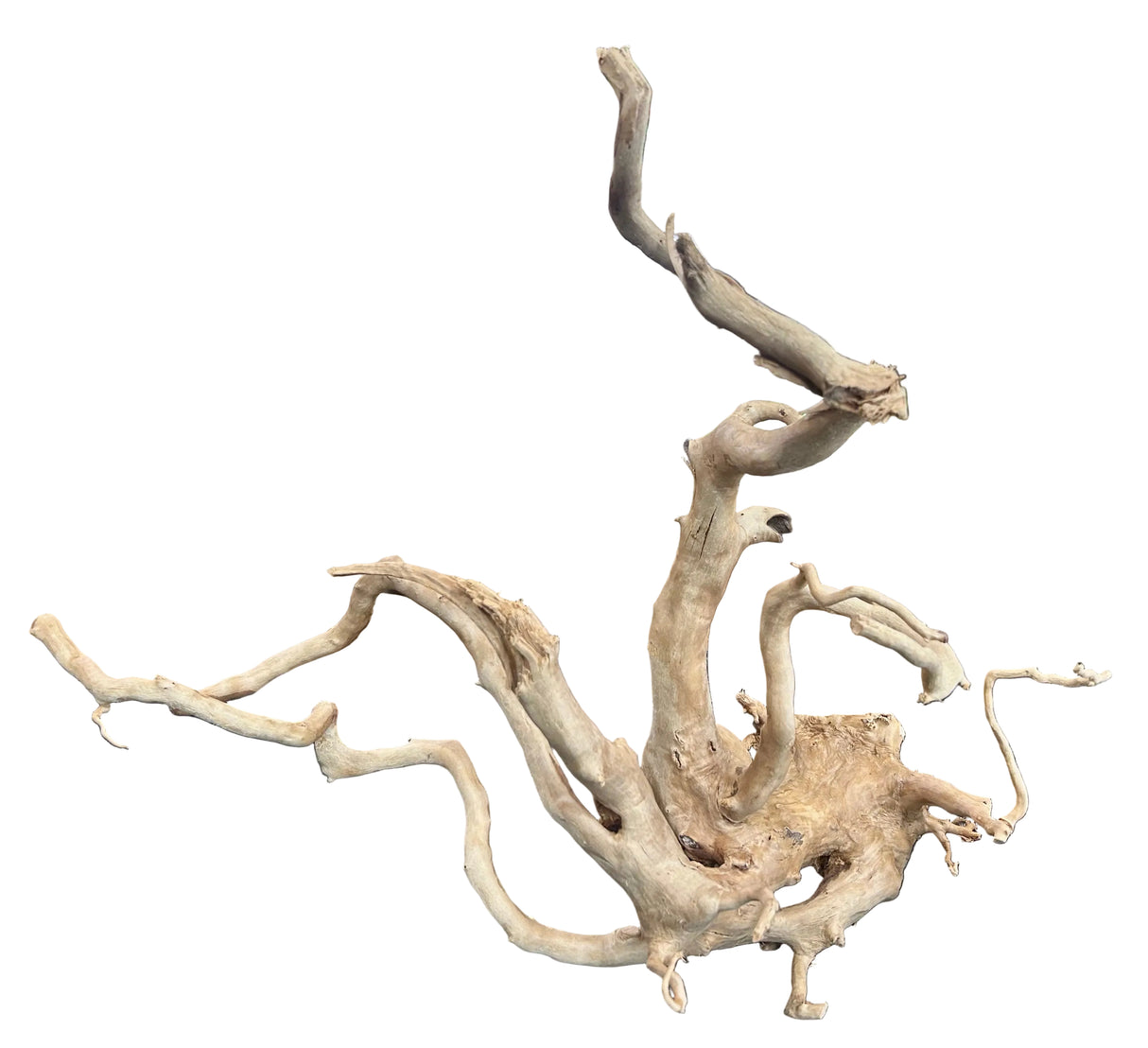 W.Y.S.I.W.Y.G.- 612 - Large Piece of Spiderwood | Substrates & Hardscape | Largest Tropical Fish Selection at Your Local Fish Store