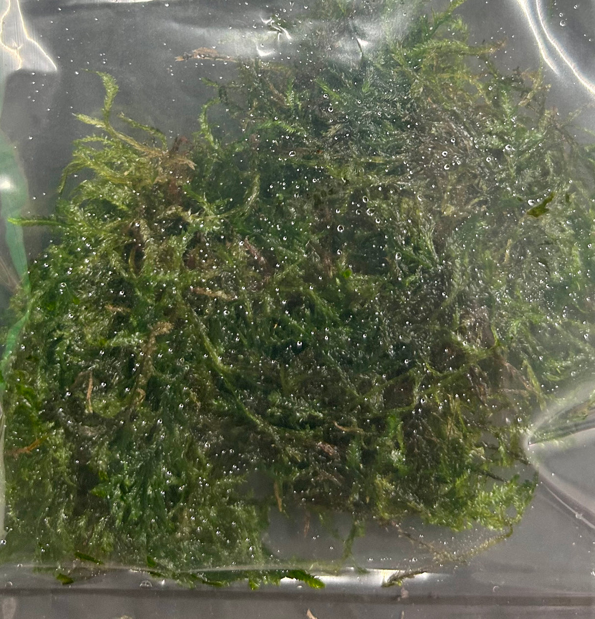 Taxiphyllum sp.'Flame moss' portion