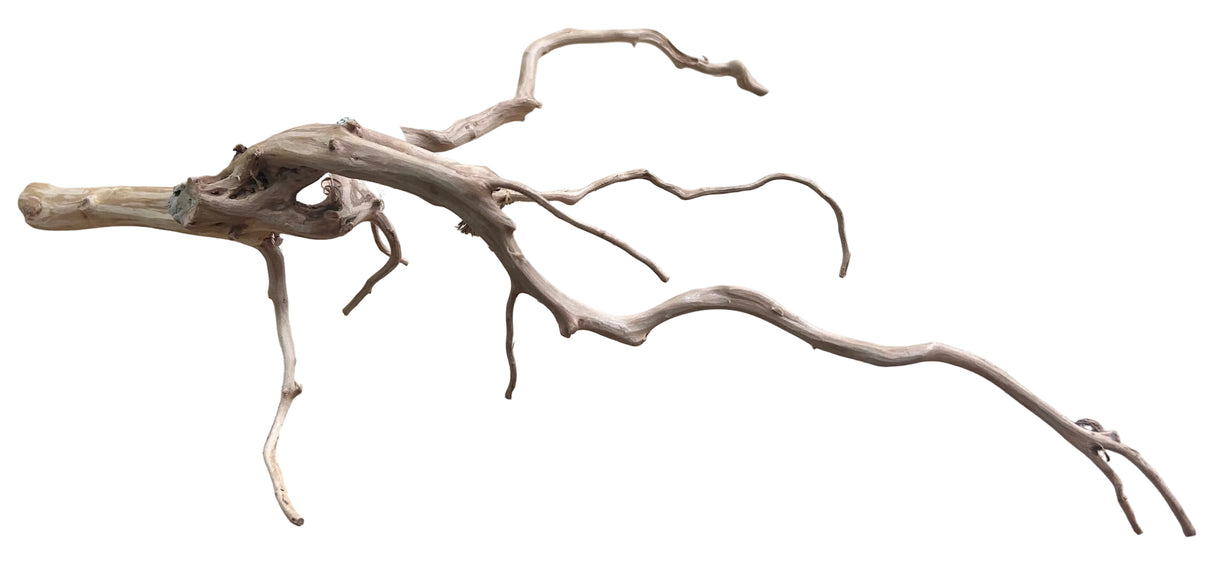 Piece of Red Moor Spiderwood