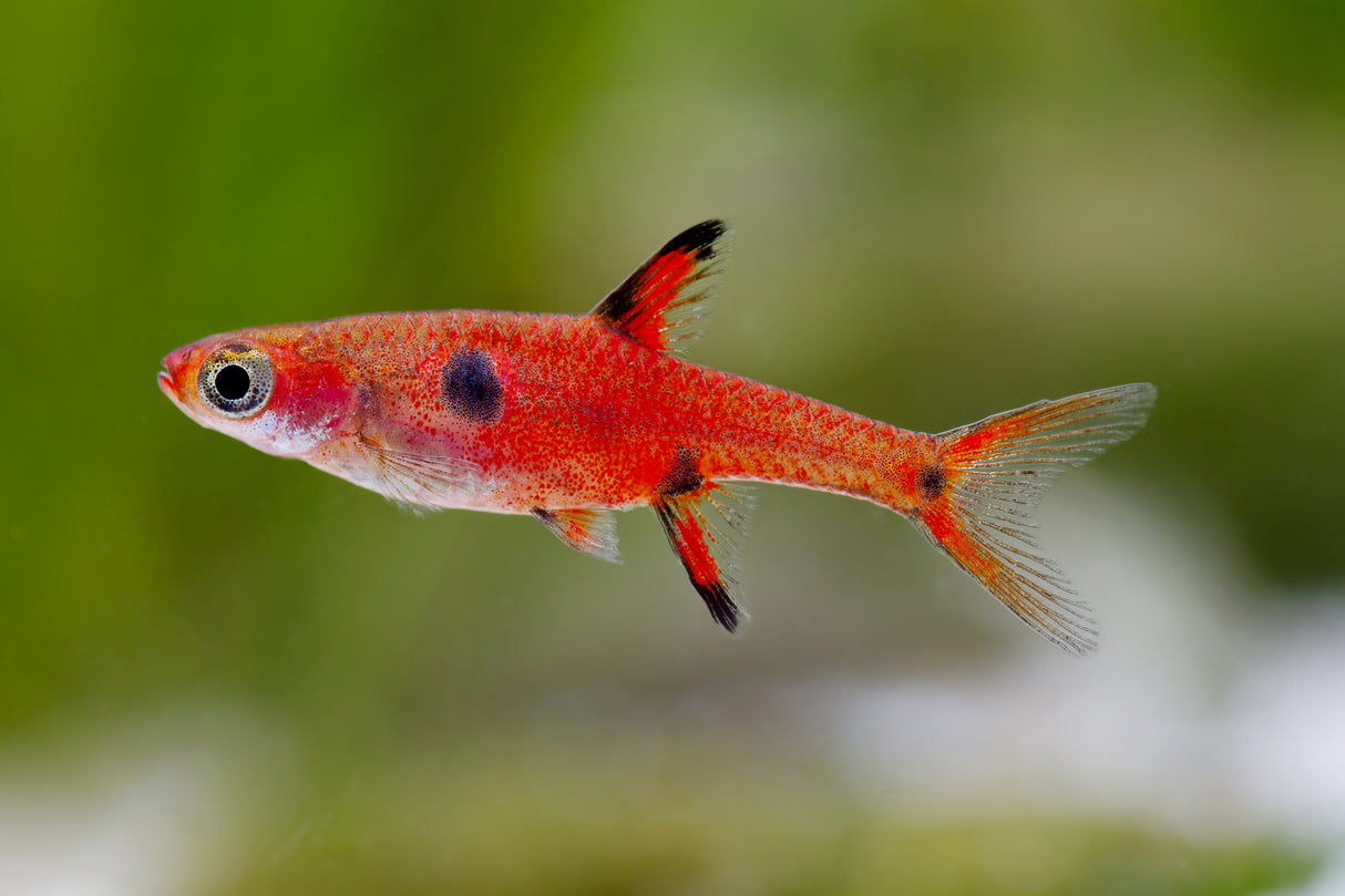 Spotted Dwarf Rasbora (Boraras maculatus)