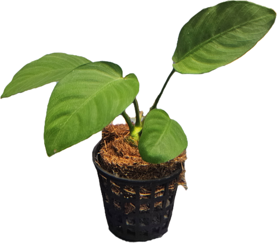 Anubias barteri 'Broad Leaf'