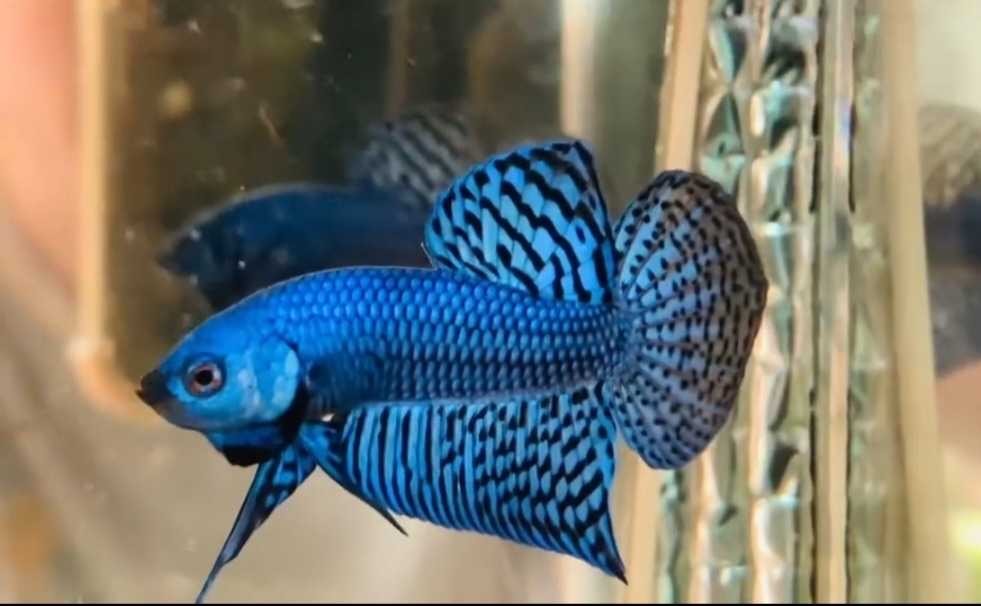 Alien Betta Male | Bettas | Largest Tropical Fish Selection at Your Local Fish Store