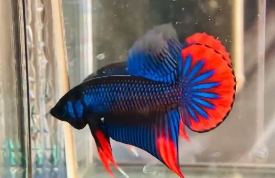 Imbellis Betta | Bettas | Largest Tropical Fish Selection at Your Local Fish Store