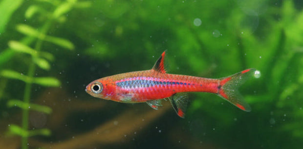 Mosquito "Chilli" Rasbora (Boraras Brigittae) | Tetras Rasboras & Pencilfish | Largest Tropical Fish Selection at Your Local Fish Store