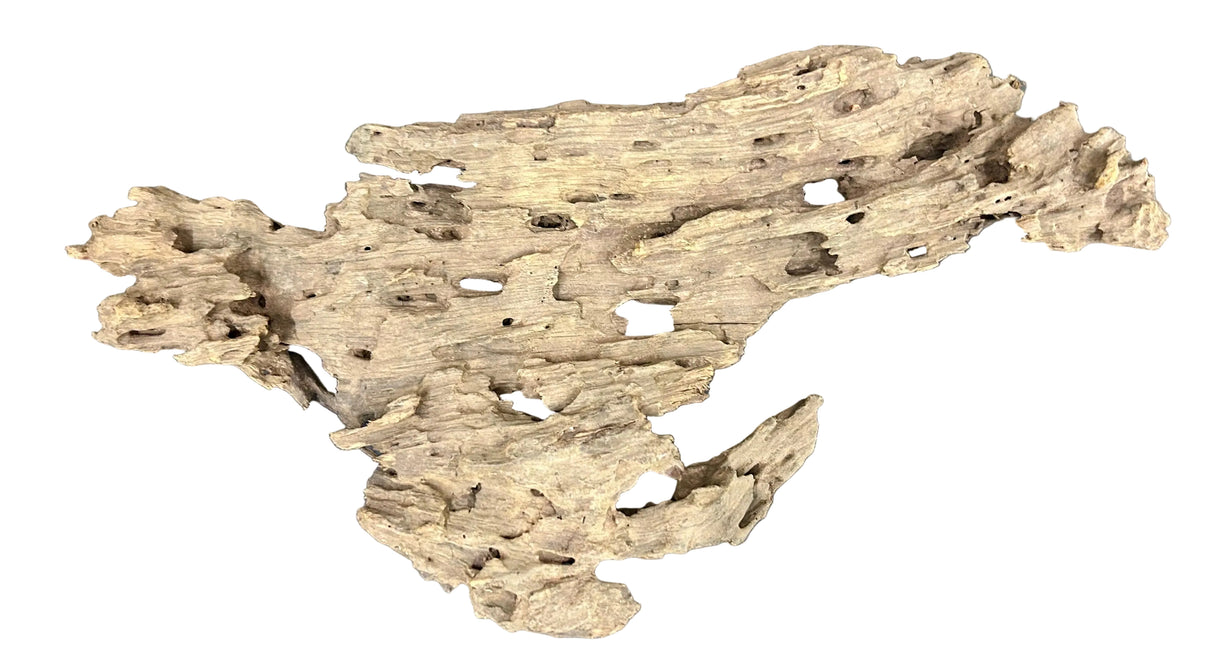 Texture / Shrimp Driftwood